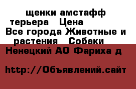 щенки амстафф терьера › Цена ­ 30 000 - Все города Животные и растения » Собаки   . Ненецкий АО,Фариха д.